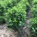 大栀子花，栀子花球，大栀子花毛球种植批发