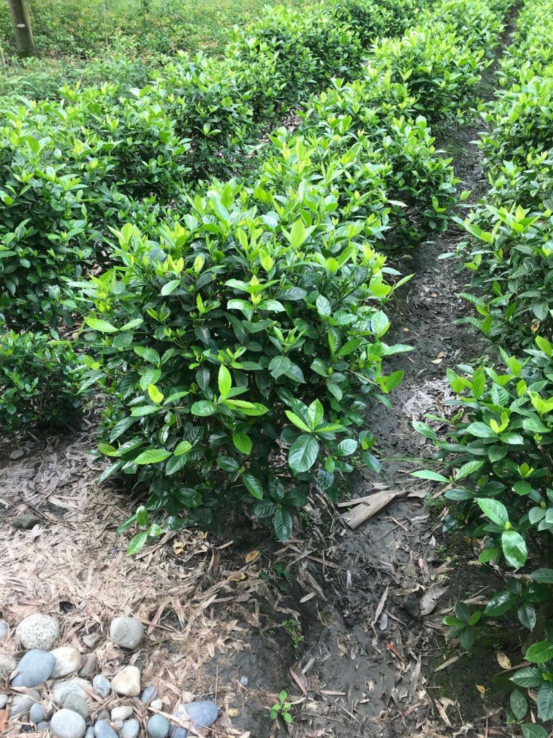 大栀子花，栀子花球，大栀子花毛球种植批发