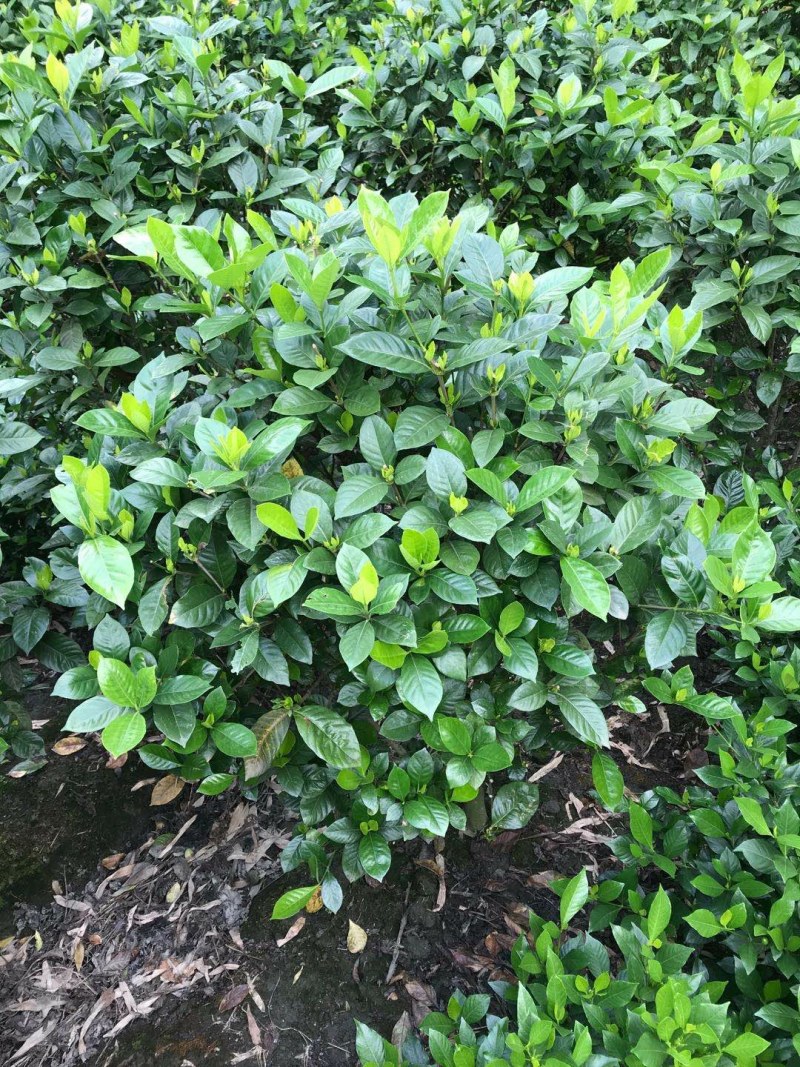 大栀子花，栀子花球，大栀子花毛球种植批发