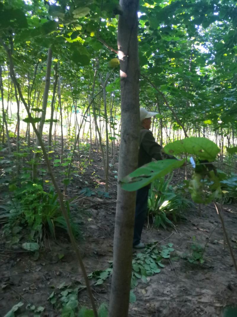 巨紫荆，巨紫荆小苗各种绿化树