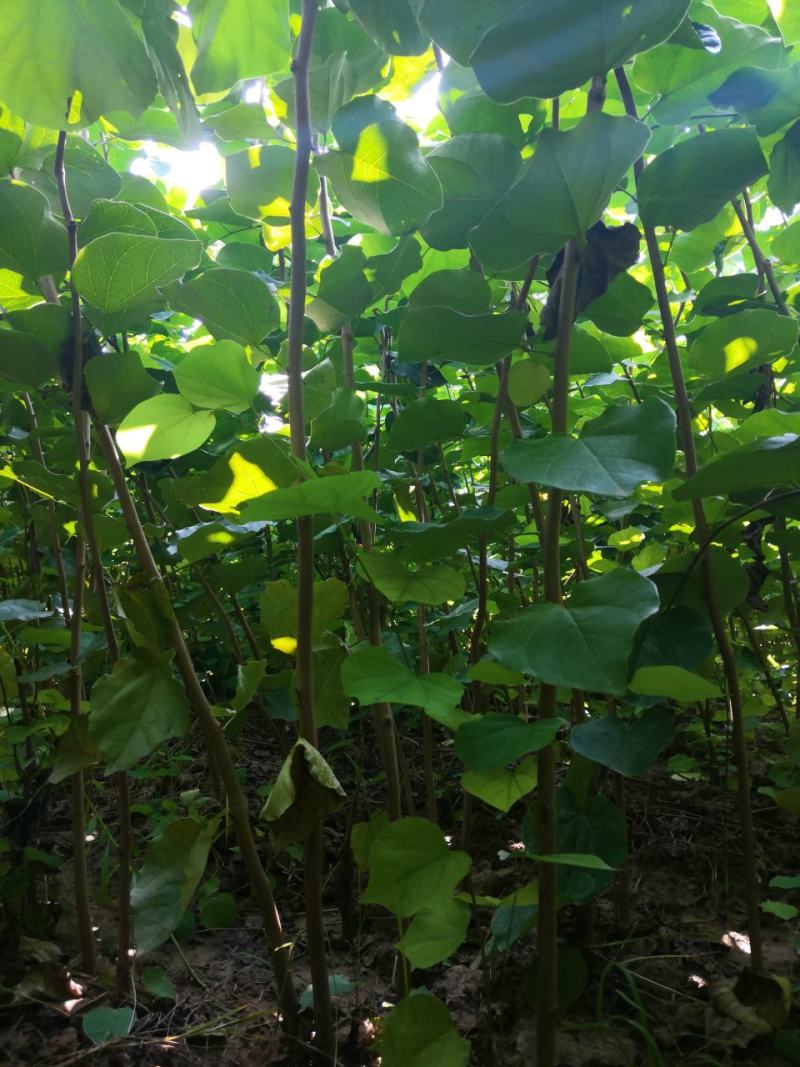 巨紫荆，巨紫荆小苗各种绿化树