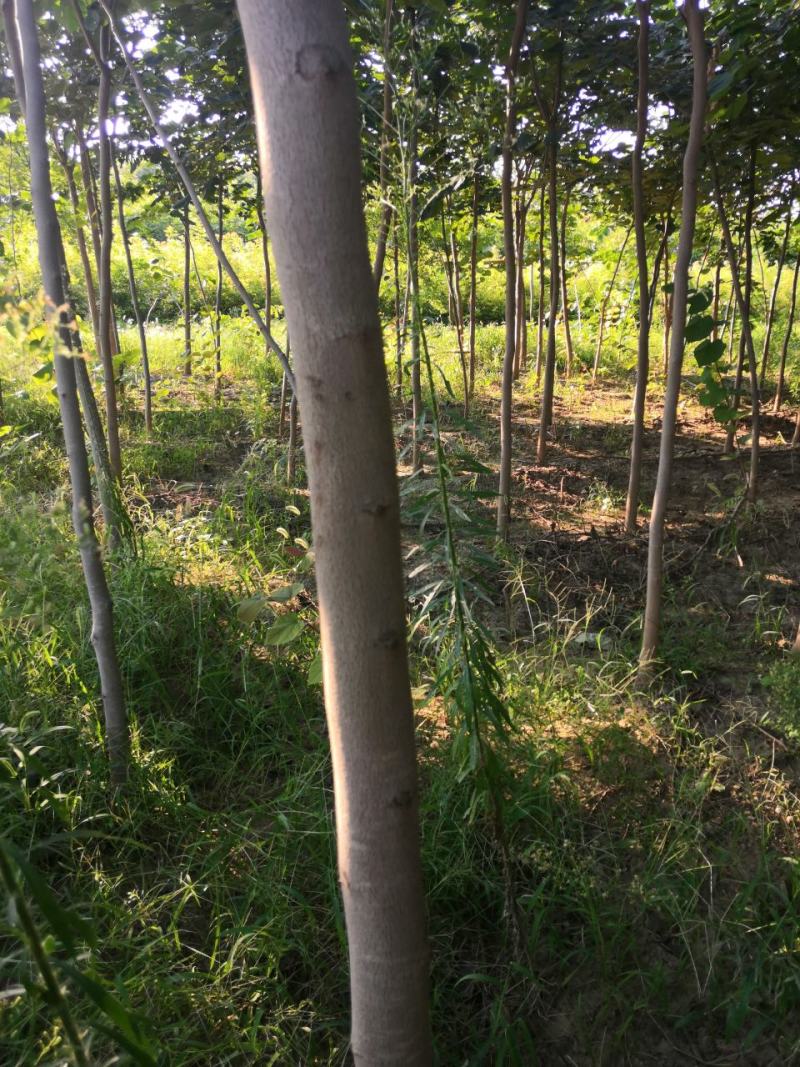 巨紫荆，巨紫荆小苗各种绿化树