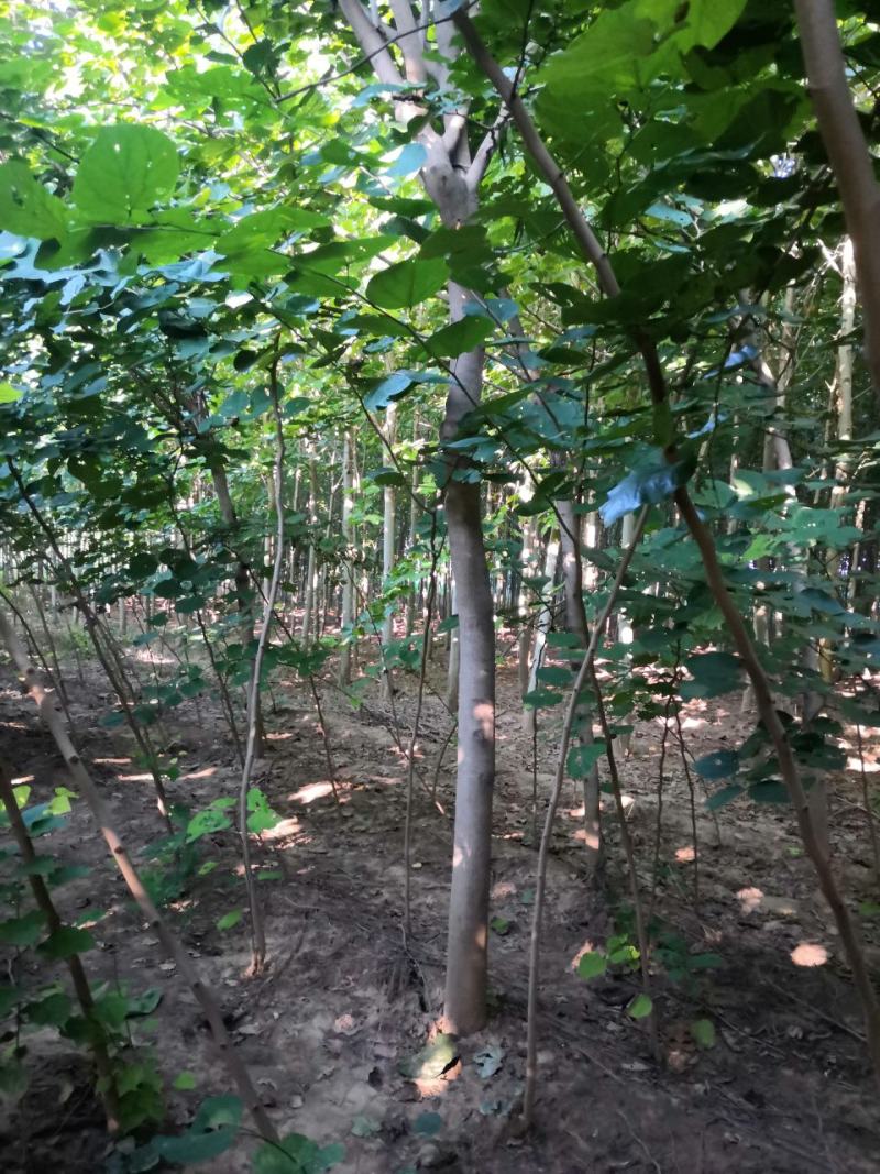 巨紫荆，巨紫荆小苗各种绿化树