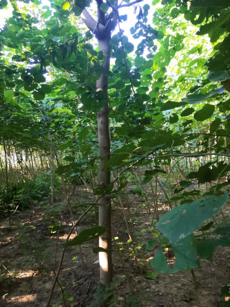 巨紫荆，巨紫荆小苗各种绿化树