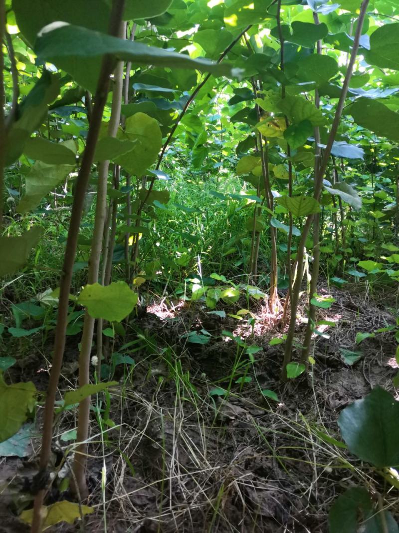 巨紫荆，巨紫荆小苗各种绿化树