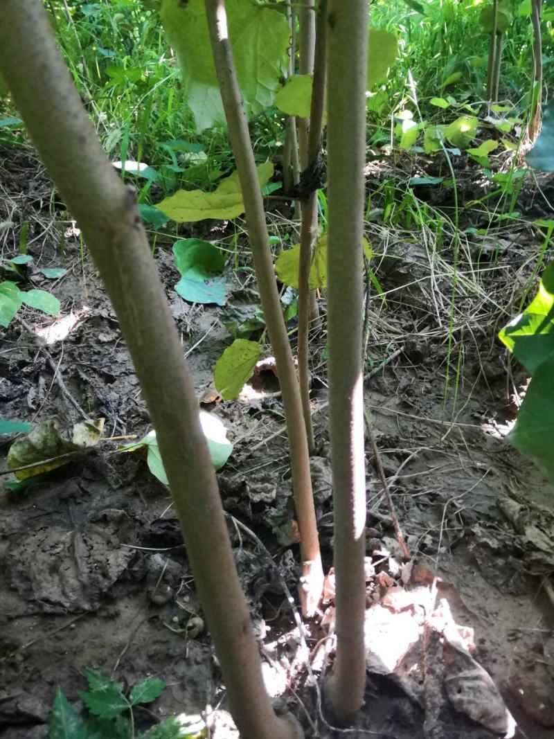 巨紫荆，巨紫荆小苗各种绿化树