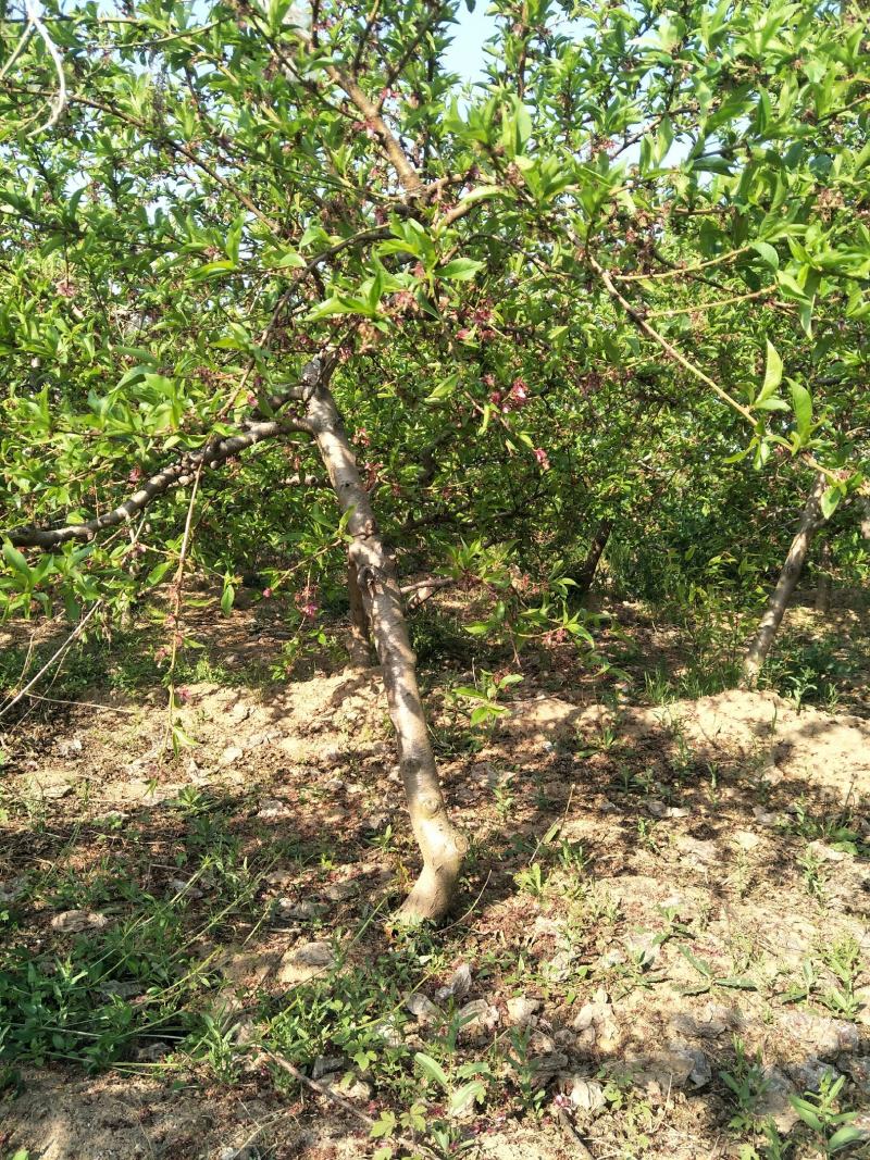 出售占地5-10公分桃树