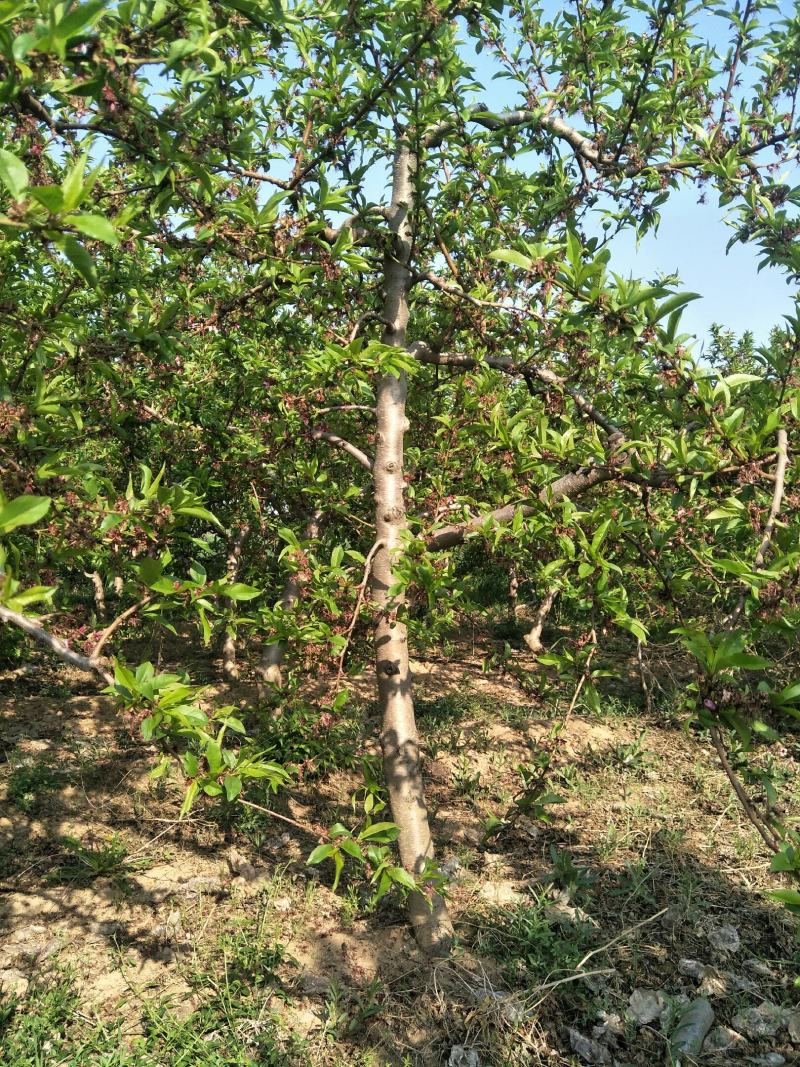 出售占地5-10公分桃树