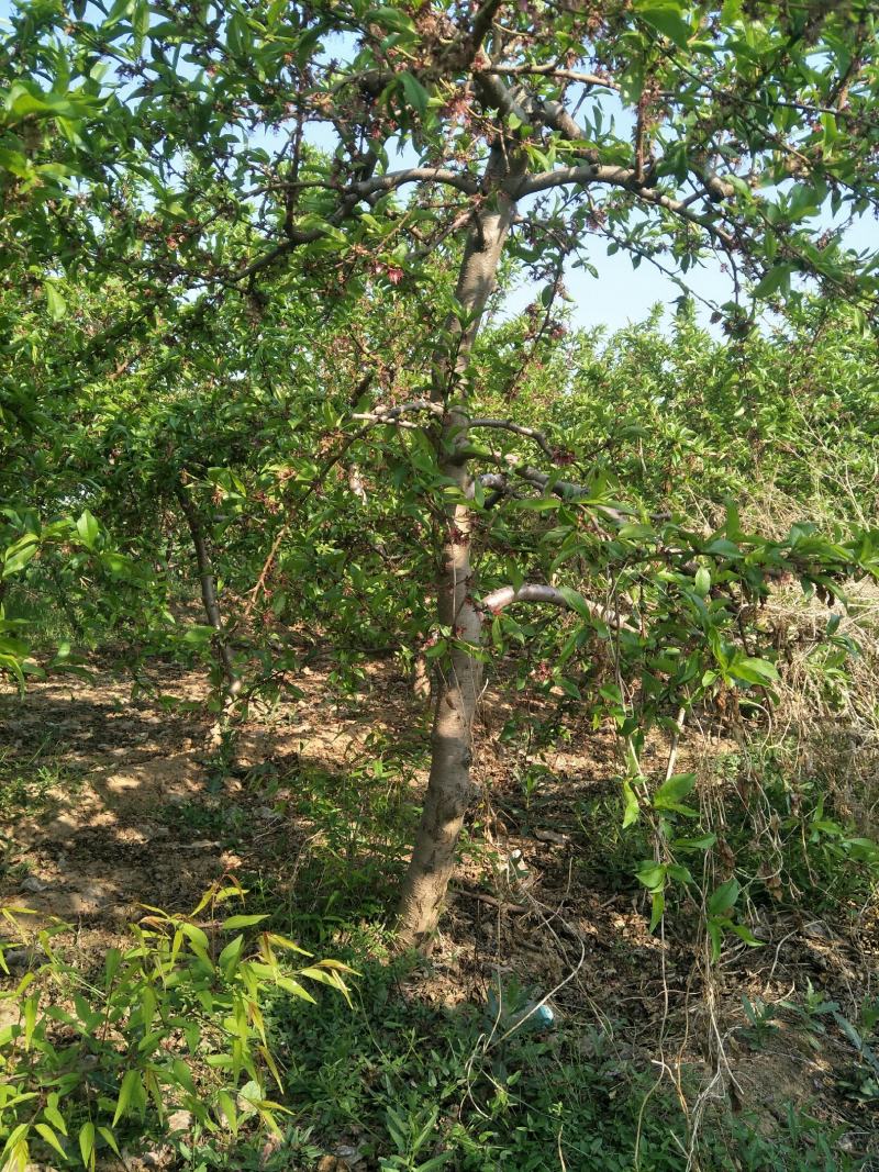 出售占地5-10公分桃树