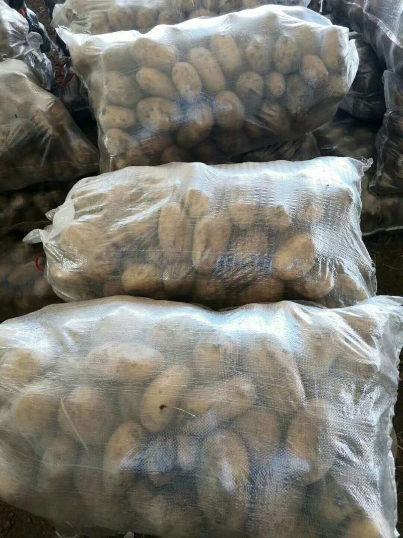 冷库荷兰十五土豆大量销售全国发货，价格不高，一手货源