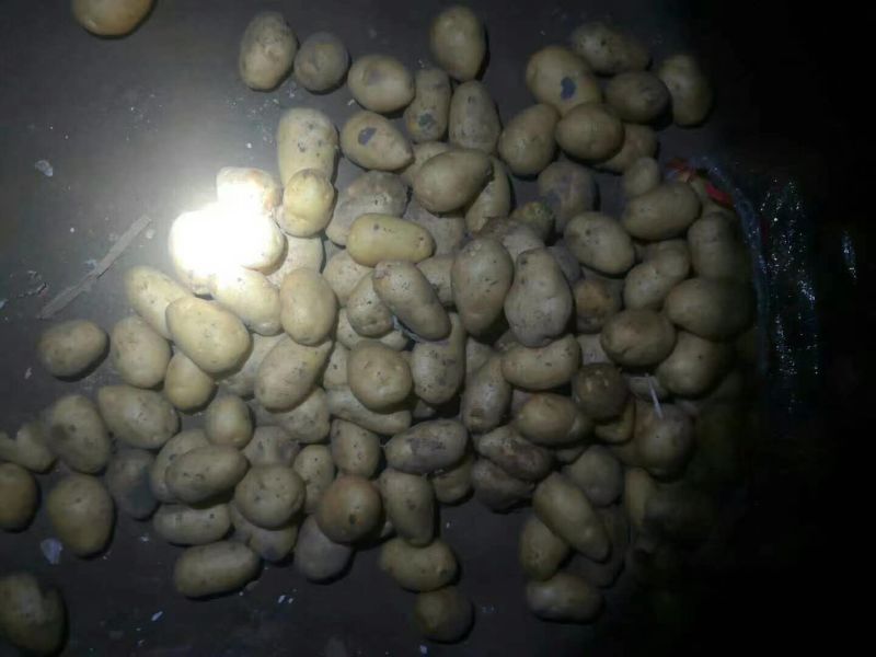 冷库荷兰十五土豆大量销售全国发货，价格不高，一手货源