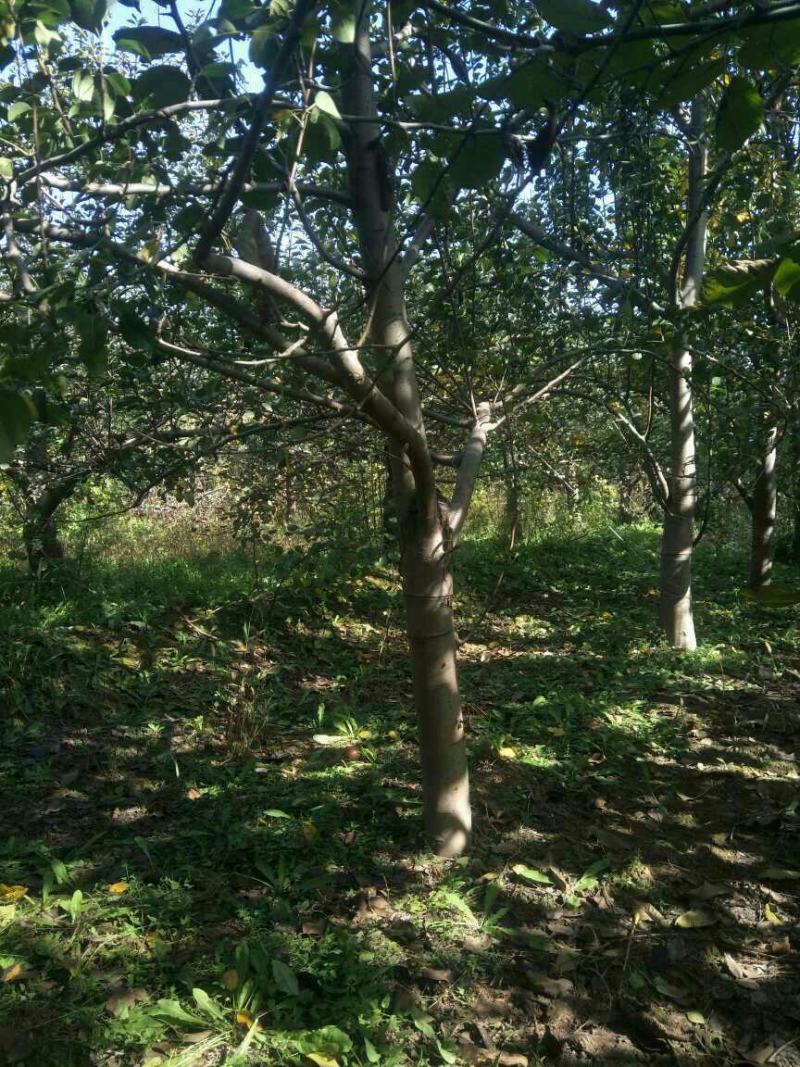 出售各种规格5-20公分核桃树