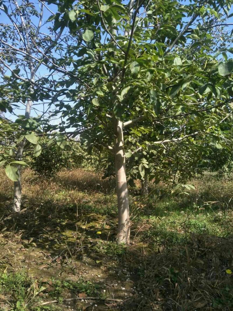 出售各种规格5-20公分核桃树
