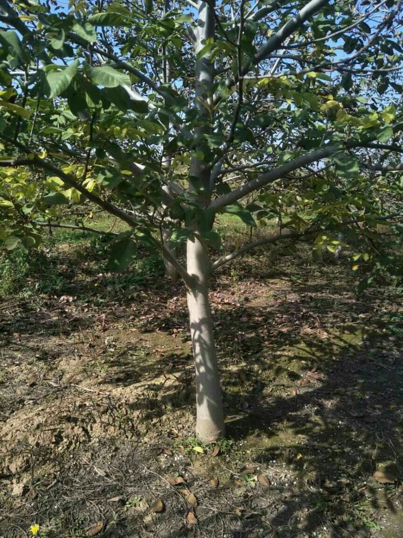 出售各种规格5-20公分核桃树