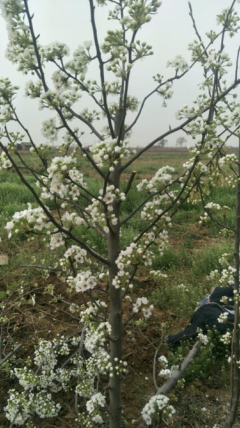 出售各种规格5-15公分梨树