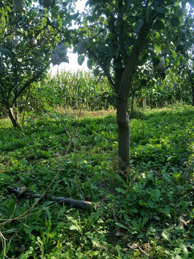 出售各种规格5-15公分梨树
