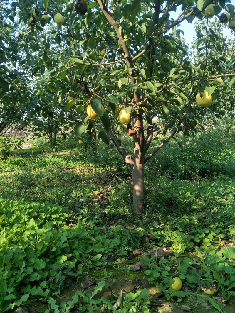 出售各种规格5-15公分梨树