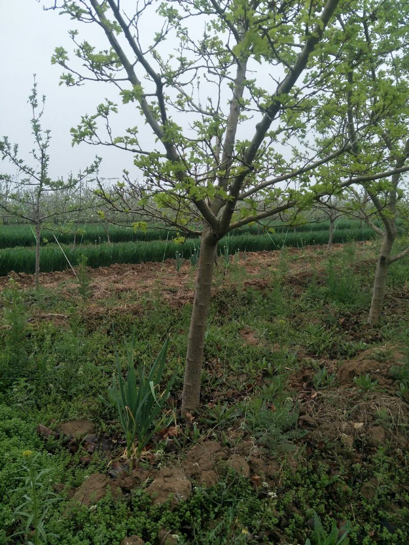 出售各种规格4-15公分山楂树