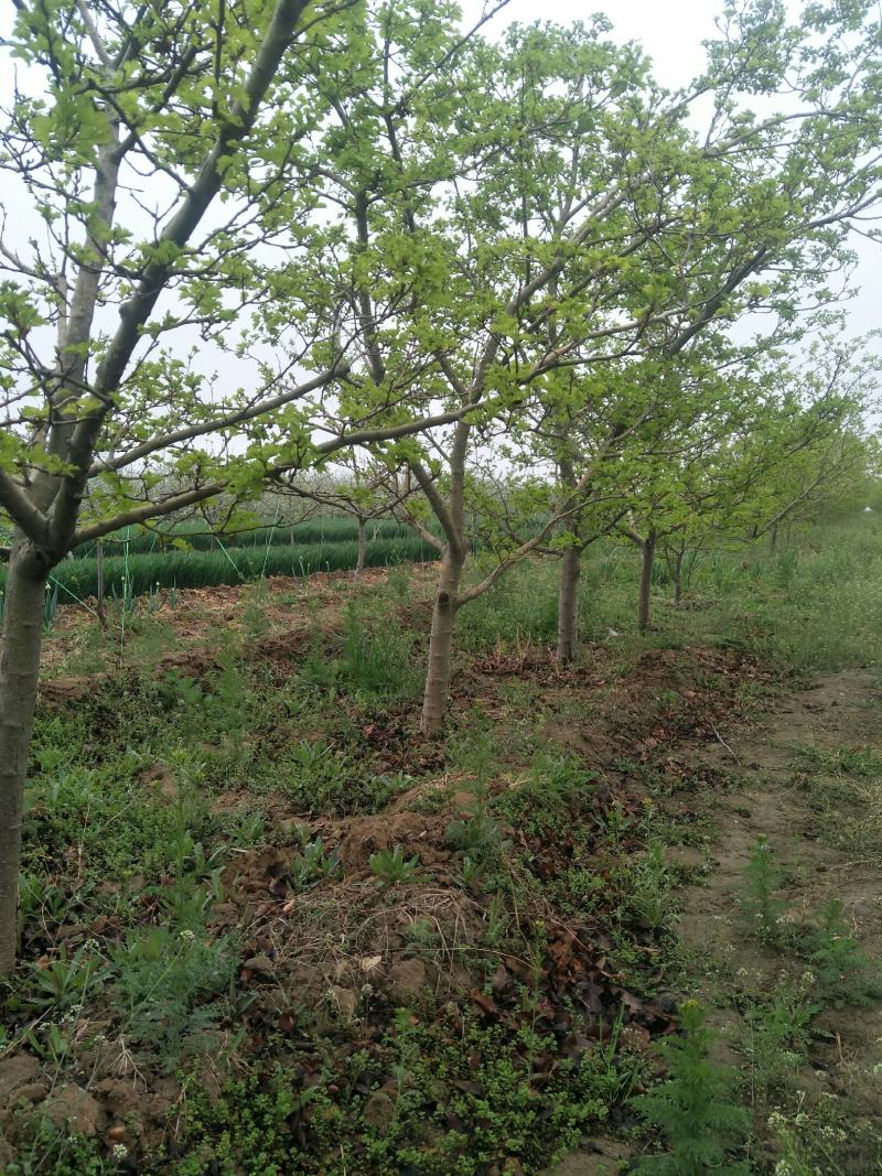 出售各种规格4-15公分山楂树