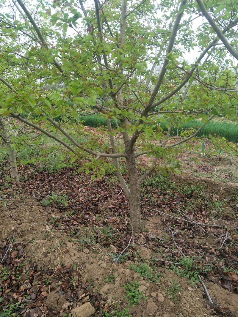 出售各种规格4-15公分山楂树