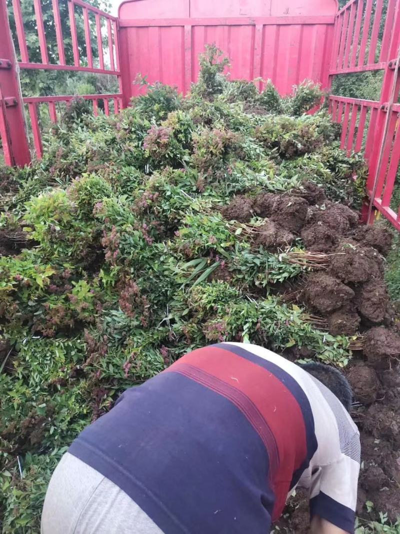 绣线菊-麻叶绣线菊-金山绣线菊-金焰绣线菊量大供应