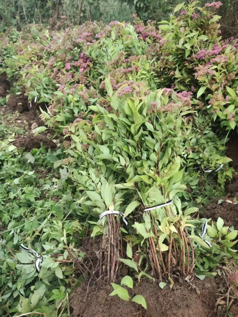 绣线菊-麻叶绣线菊-金山绣线菊-金焰绣线菊量大供应