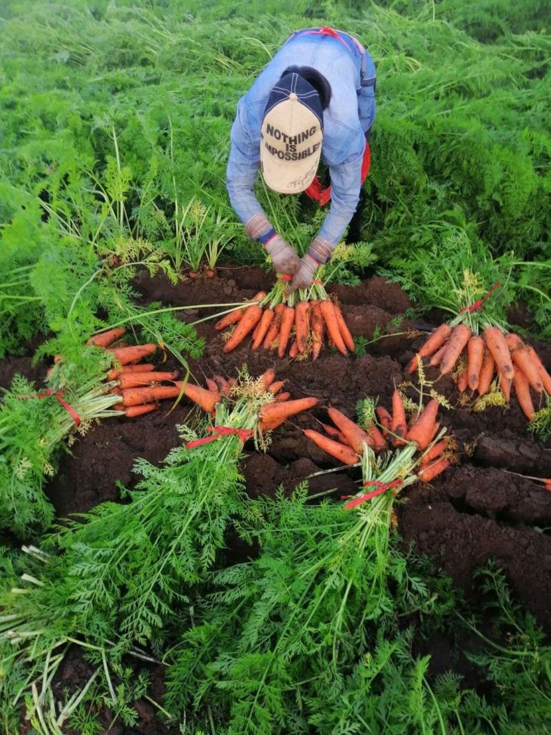 【电商推荐】胡萝卜泥萝卜，冷库出口贸易商超品质