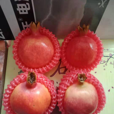蒙自石榴观颜，大量出售，欢迎各位老板来谈，物美价廉！