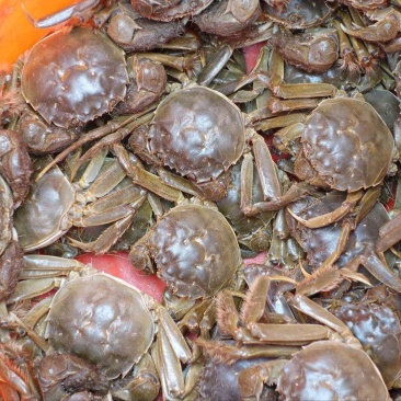 辽宁东港稻田河蟹味道鲜美肉质饱满