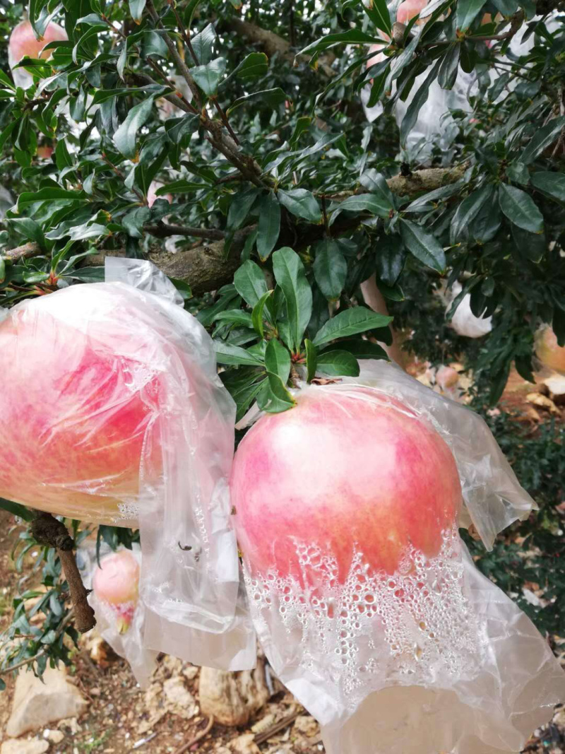 蒙自石榴观颜，大量出售，欢迎各位老板来谈，物美价廉！