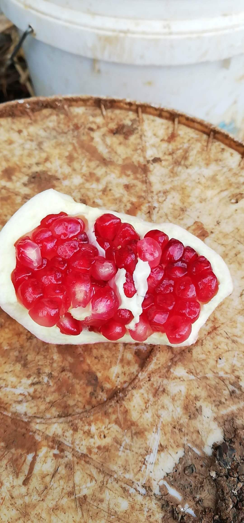 蒙自石榴观颜，大量出售，欢迎各位老板来谈，物美价廉！