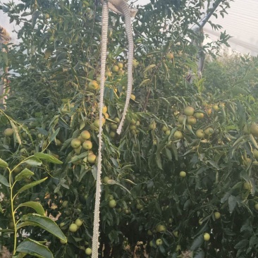 新鲜大鹏冬枣，9月十日大量上市