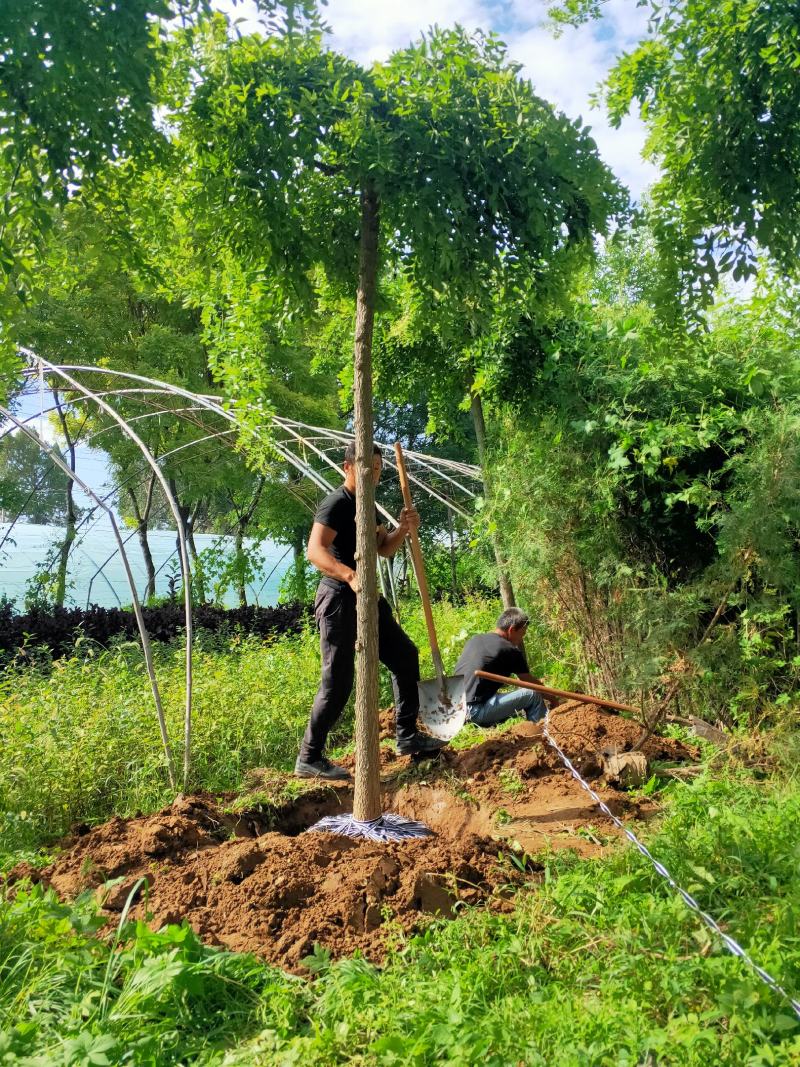 出售定植龙爪槐，规格全，冠副大，基地直供，支持现场看苗。