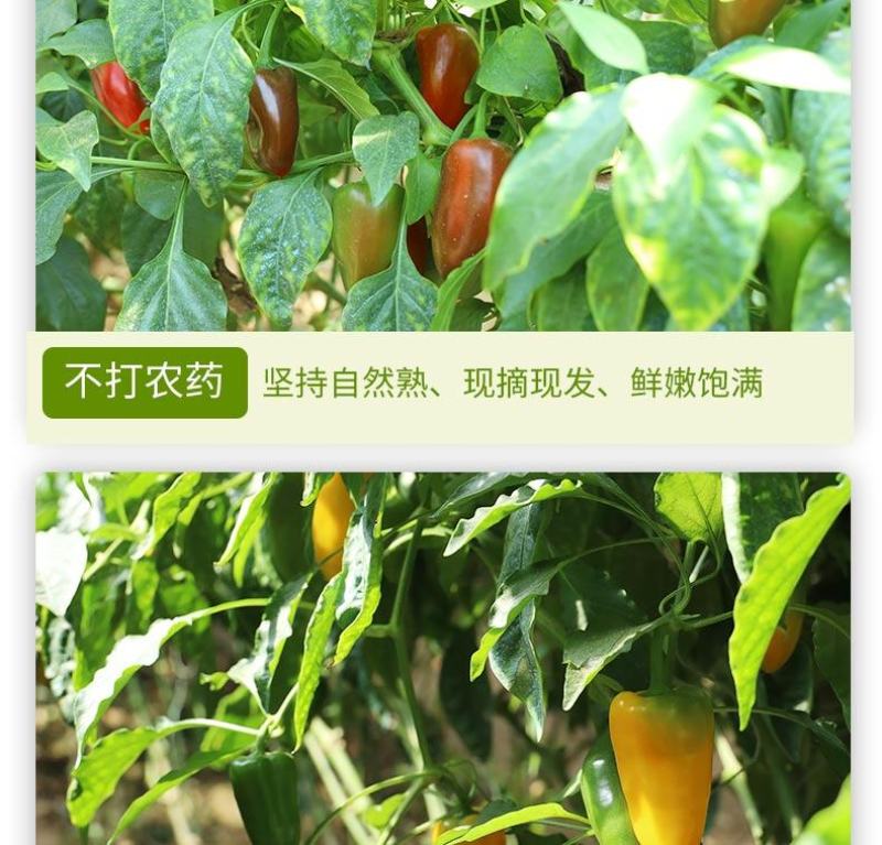 银果果新鲜水果小甜椒，咪咪水果椒，红黄橙绿四色水果小