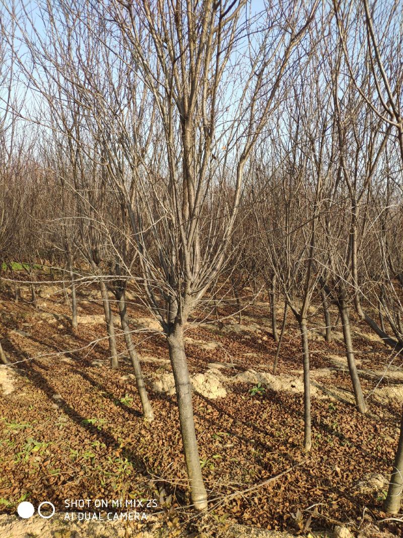 红叶李，紫叶李，一级红叶李，8到10公分红叶李量大