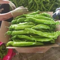 精品尖椒大量上市产地直供