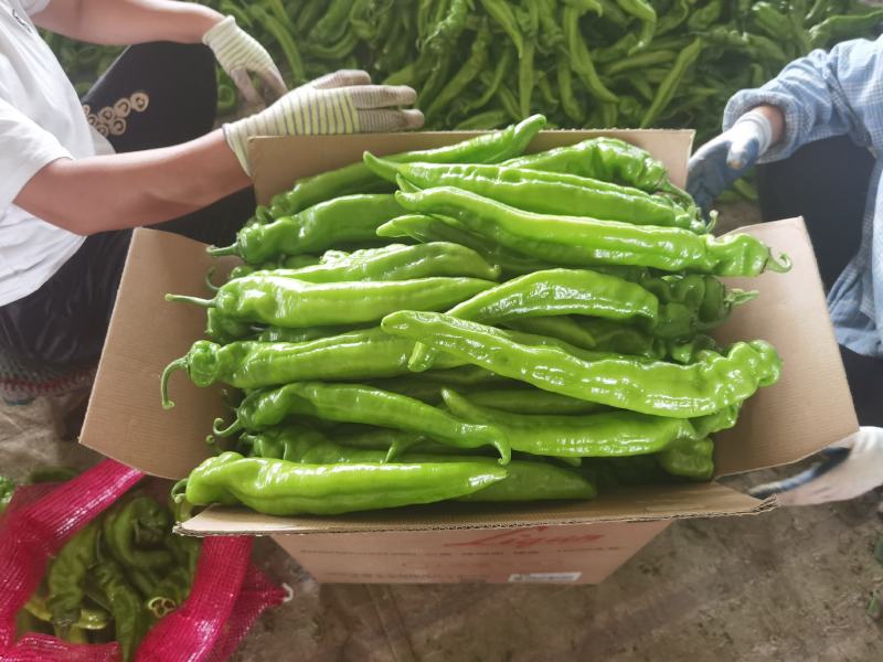 精品尖椒大量上市产地直供