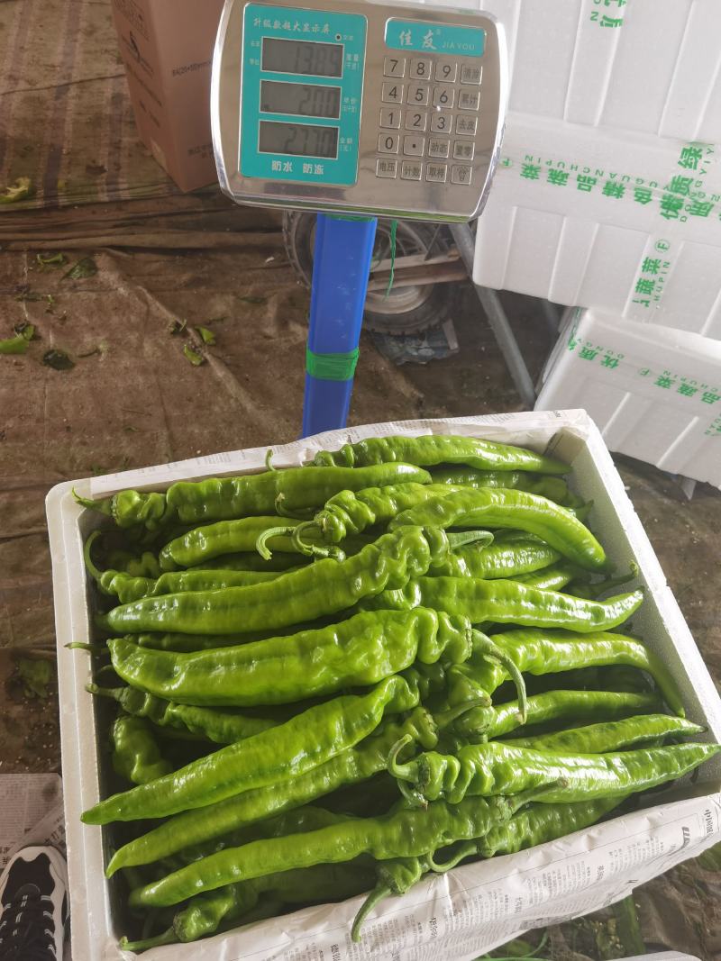 精品尖椒大量上市产地直供