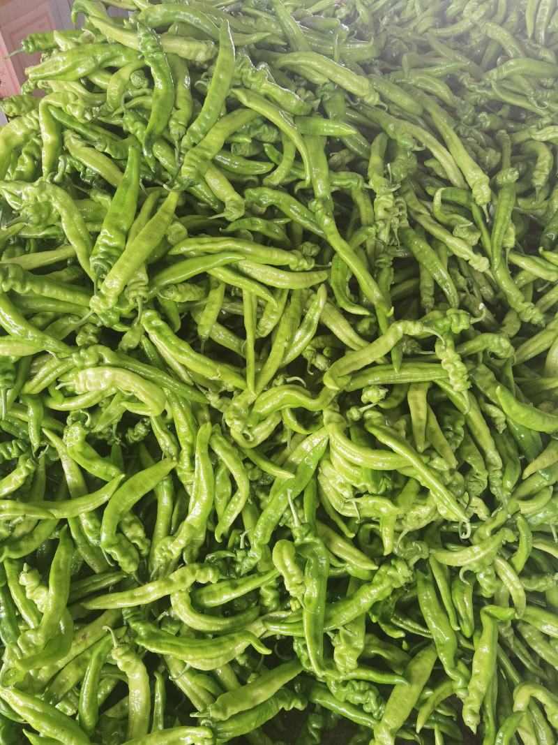 精品尖椒大量上市产地直供