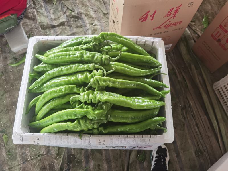 精品尖椒大量上市产地直供