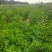 山西皂角苗，一年皂角苗，大刺皂角苗，小刺皂角苗