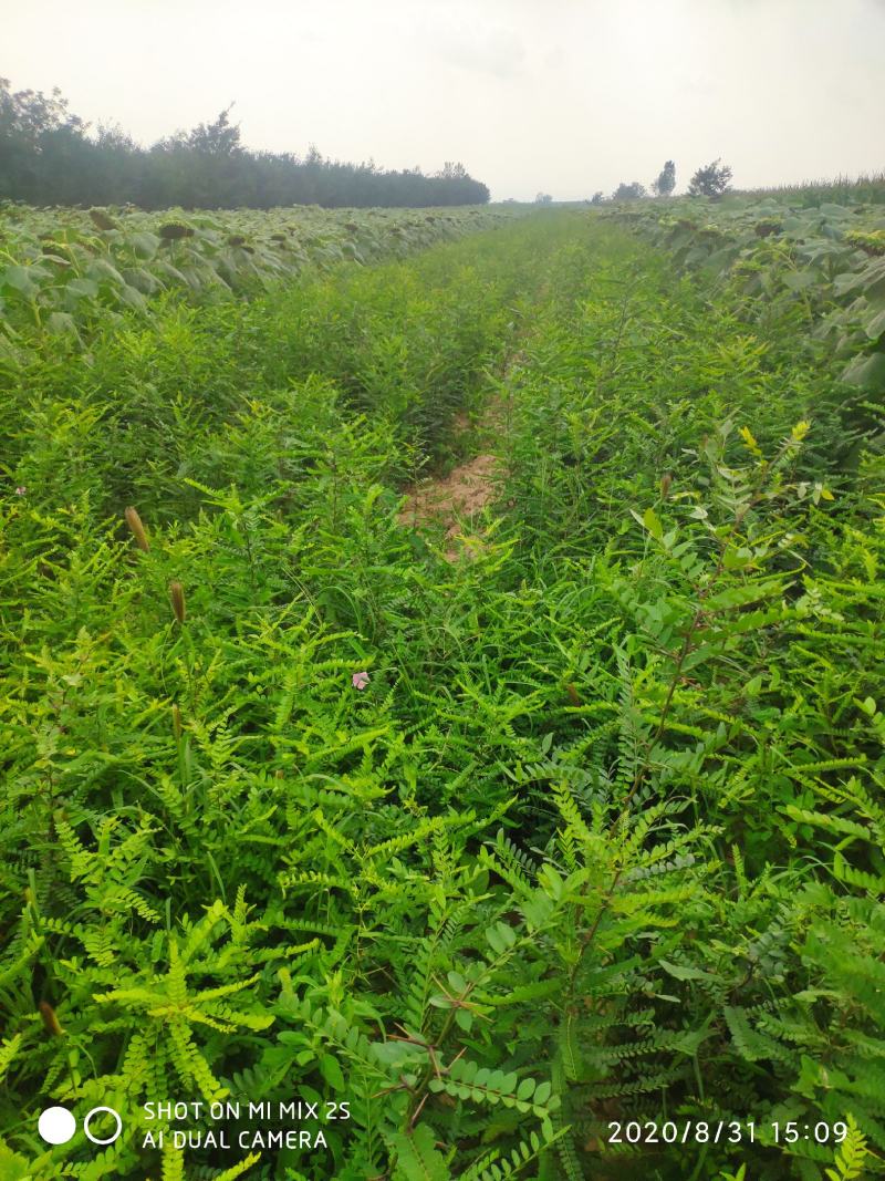 山西皂角苗，一年皂角苗，大刺皂角苗，小刺皂角苗