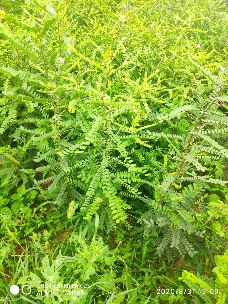 山西皂角苗，一年皂角苗，大刺皂角苗，小刺皂角苗