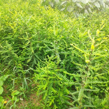 山西皂角苗，一年皂角苗，大刺皂角苗，小刺皂角苗