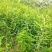 山西皂角苗，一年皂角苗，大刺皂角苗，小刺皂角苗