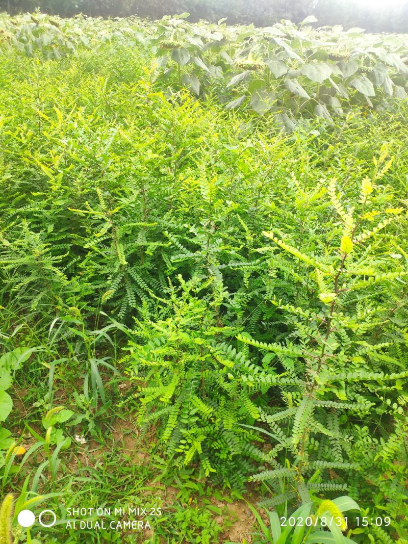 山西皂角苗，一年皂角苗，大刺皂角苗，小刺皂角苗