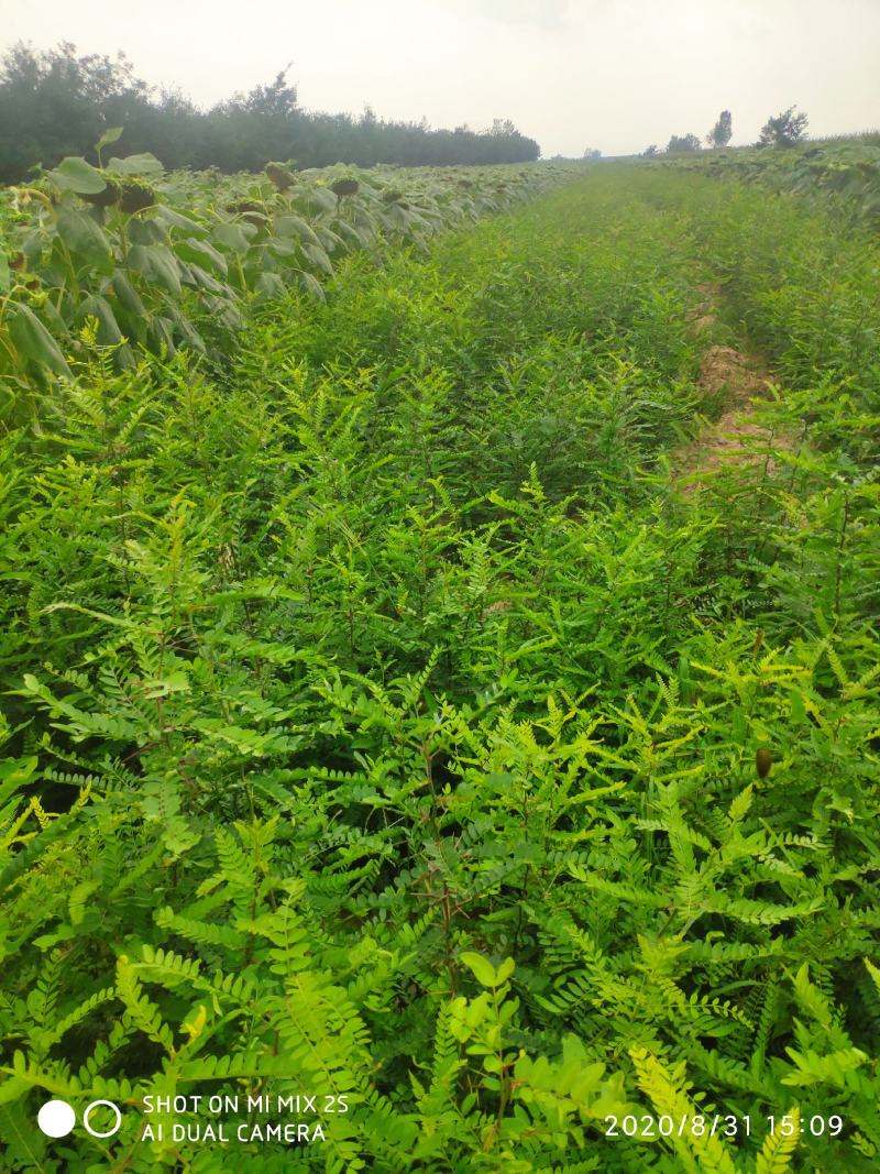 山西皂角苗，一年皂角苗，大刺皂角苗，小刺皂角苗