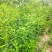 山西皂角苗，一年皂角苗，大刺皂角苗，小刺皂角苗