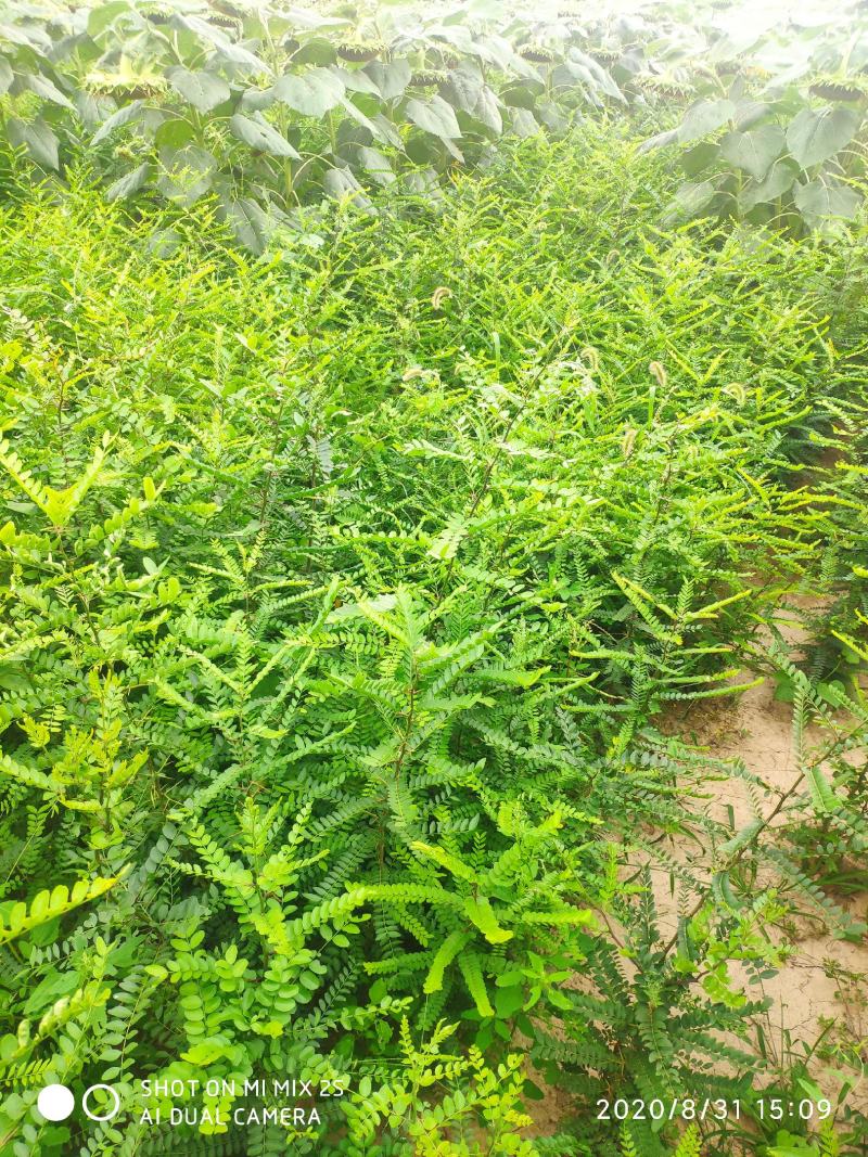 山西皂角苗，一年皂角苗，大刺皂角苗，小刺皂角苗