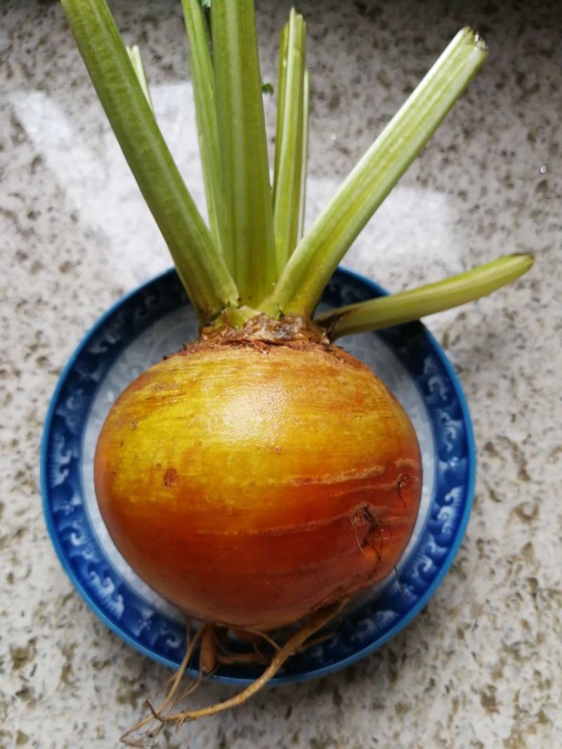 新奇特蔬菜，红条纹萝卜，红白